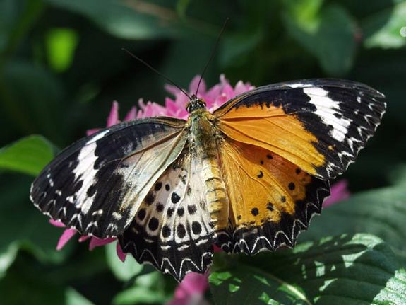 Cethosia Unid Gynandromorph Lacewing-flower-sized (Internet Image property of respective owner, non-commercial use only)